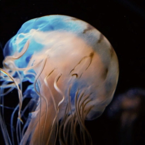 Meet your Posher, Ashmel - Picture 3 of 5